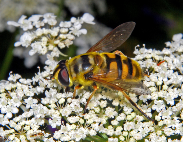 Myathropa florea (Syrphidae)